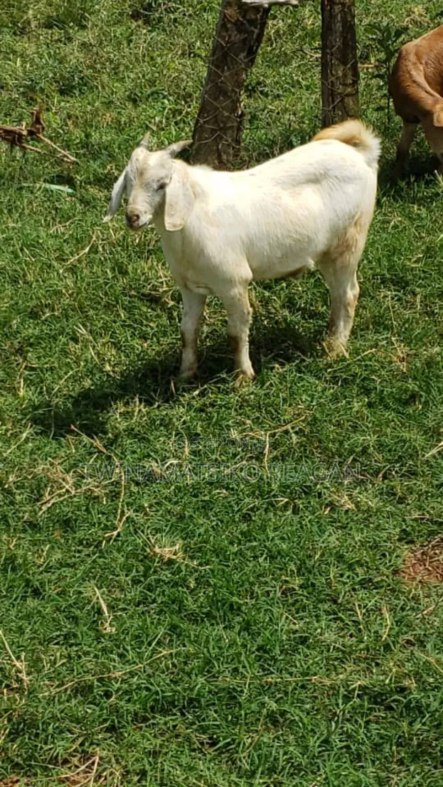 Boer Goats