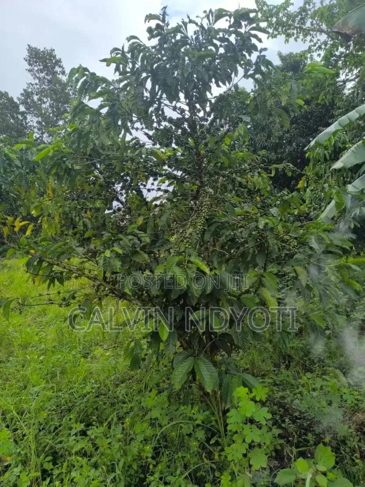 Land for Sale in Luwero Kakooge