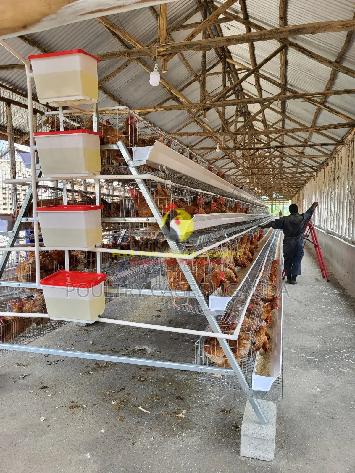 Poultry Cages