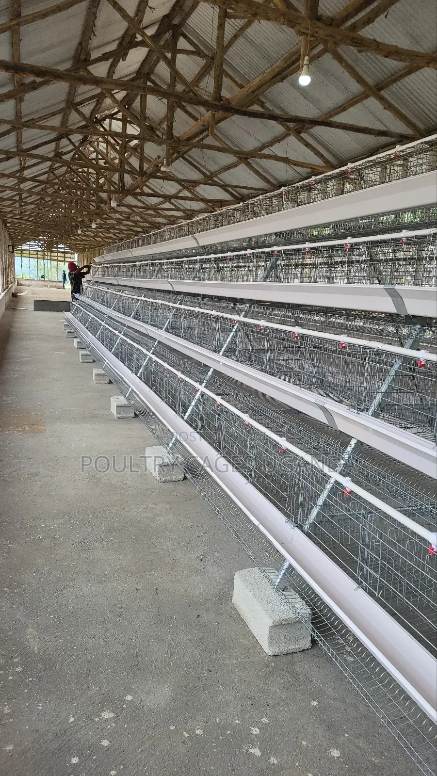 Poultry Cages