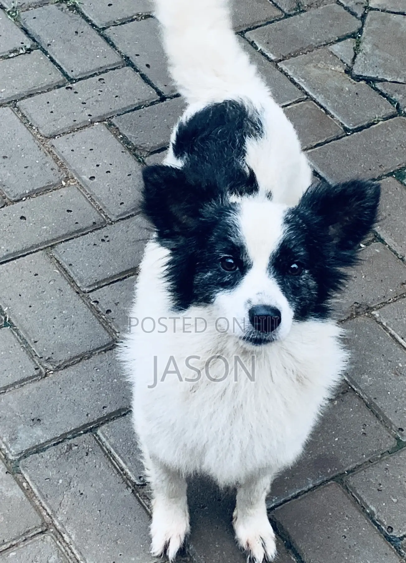 6-12 months Male Purebred Japanese Spitz