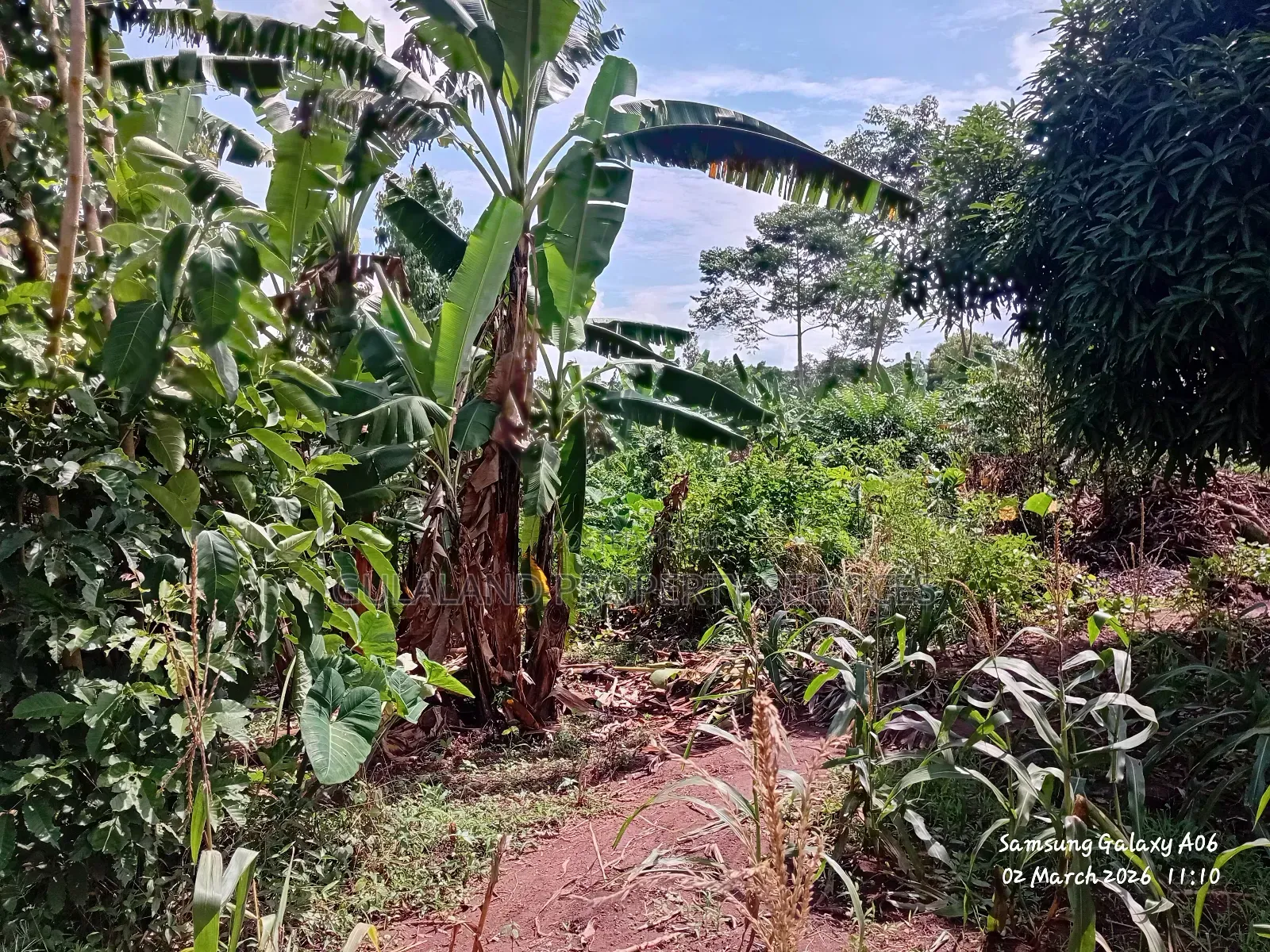 A Ready Mailoland Titled Acre in Wobulenzi Town Council for Sale 45m