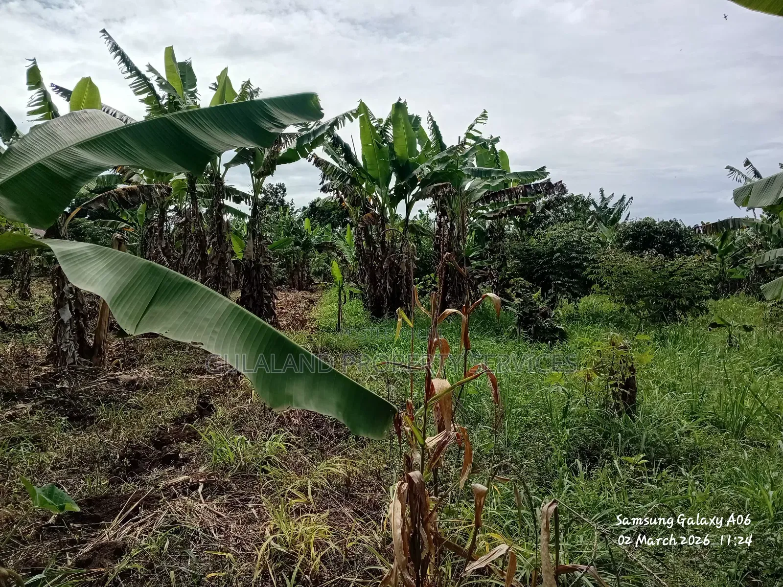 A Ready Mailoland Titled Acre in Wobulenzi Town Council for Sale 45m