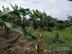 A Ready Mailoland Titled Acre in Wobulenzi Town Council for Sale 45m