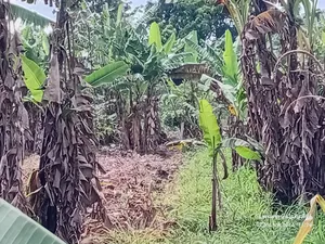 A Ready Mailoland Titled Acre in Wobulenzi Town Council for Sale 45m