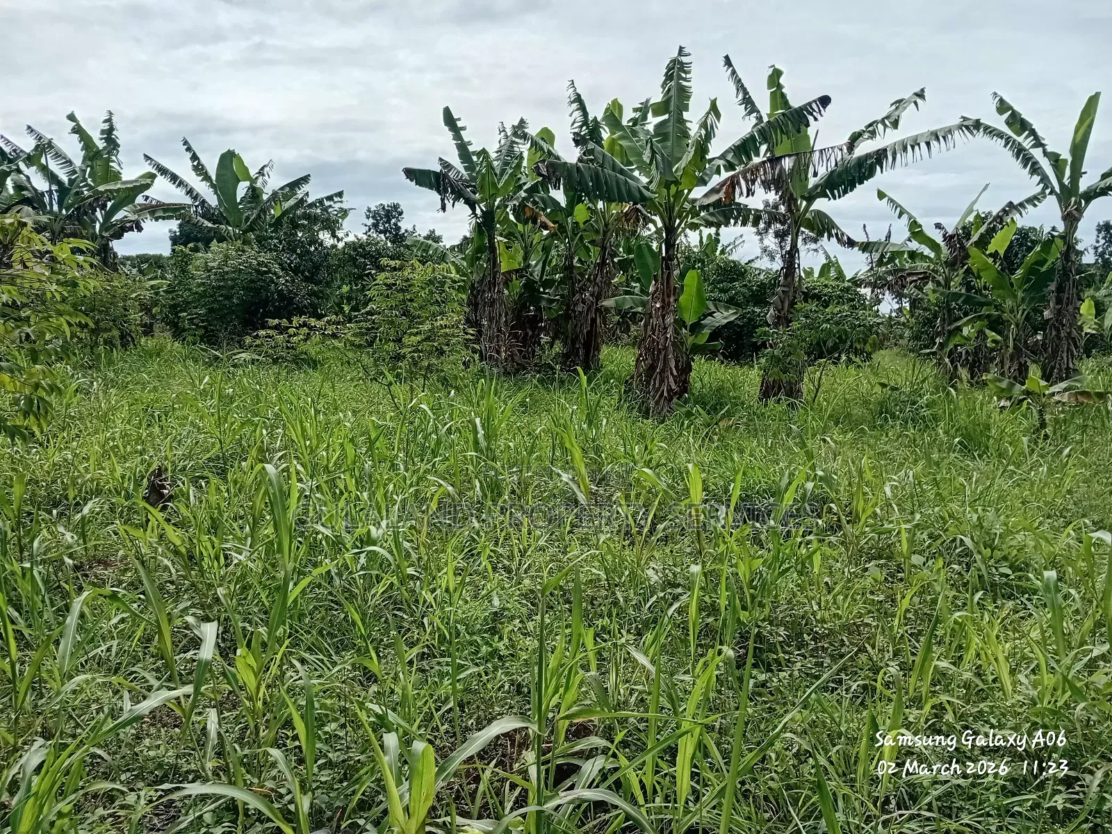 A Ready Mailoland Titled Acre in Wobulenzi Town Council for Sale 45m