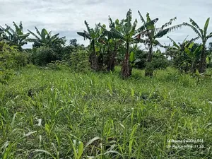 A Ready Mailoland Titled Acre in Wobulenzi Town Council for Sale 45m