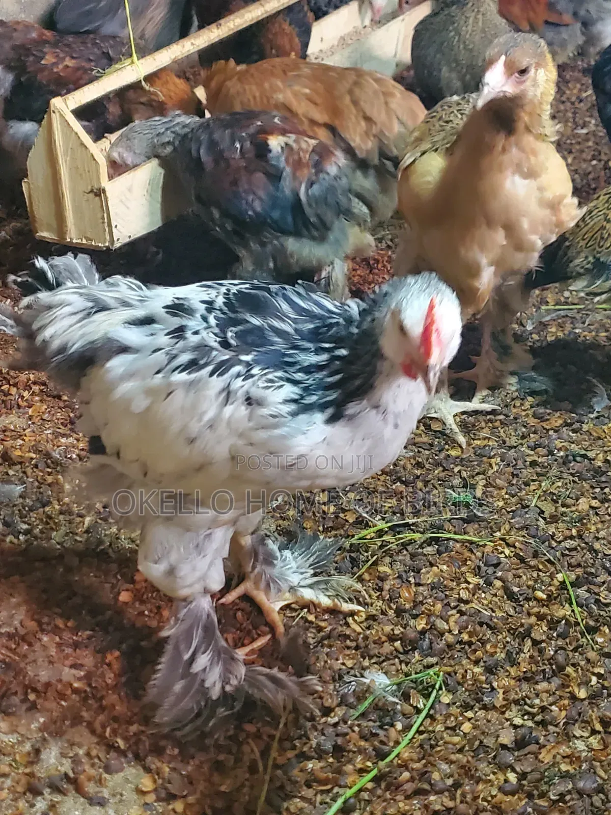 Brahama Chickens for Sell