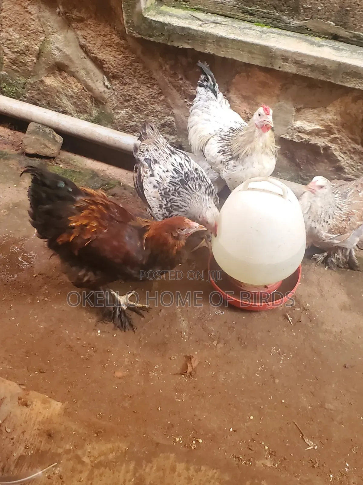 Brahama Chickens for Sell