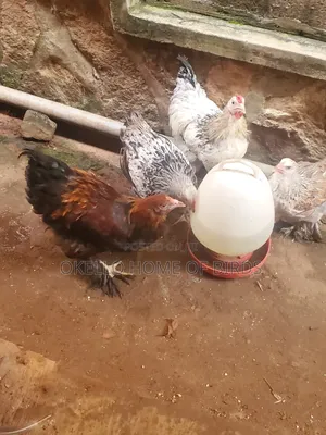 Brahama Chickens for Sell