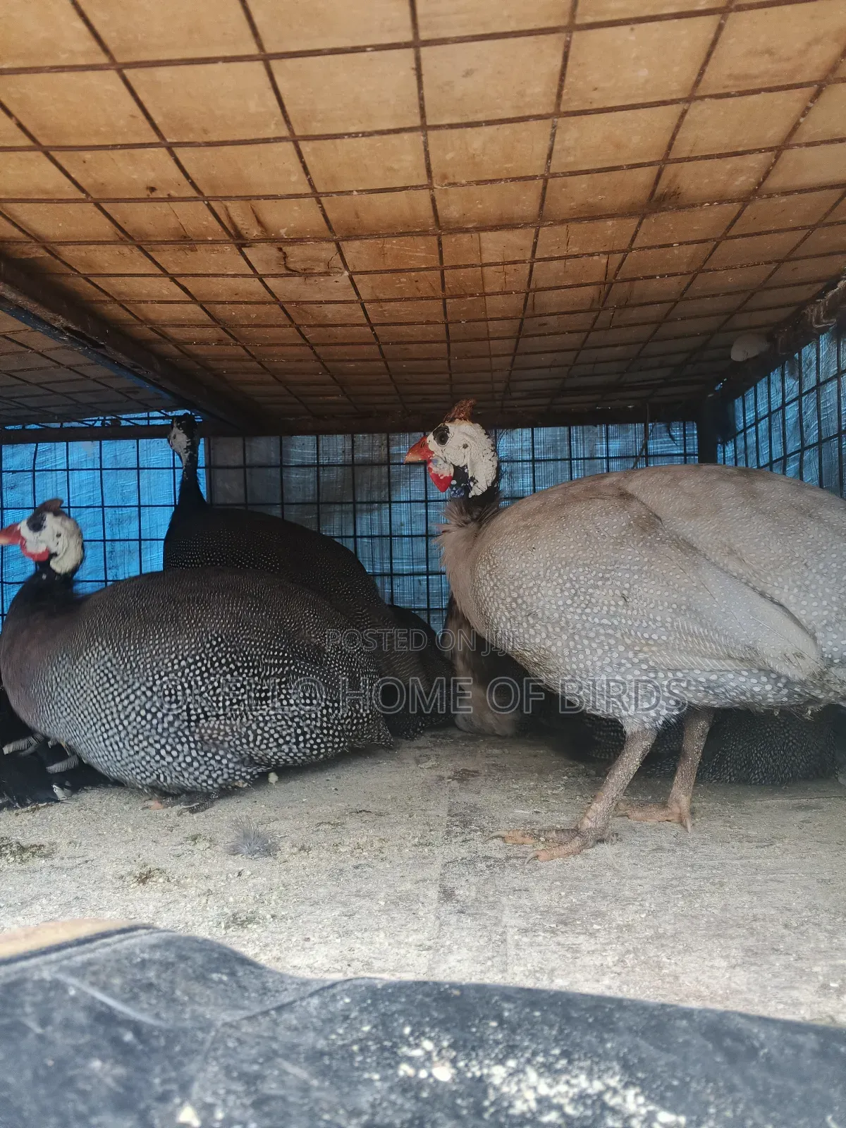Lavender Guinea Fowlz