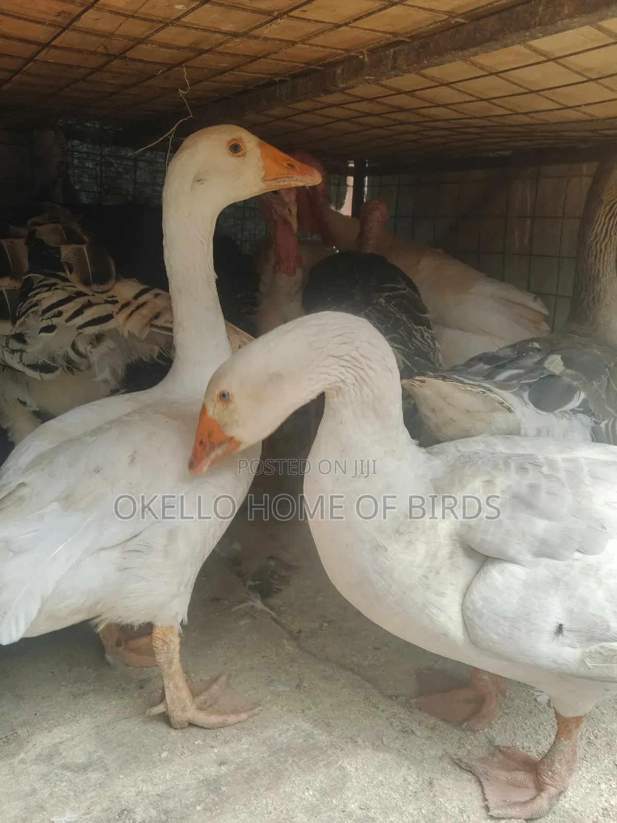 Roman Geese For Security