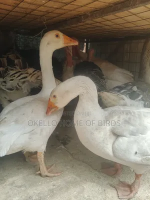 Roman Geese For Security