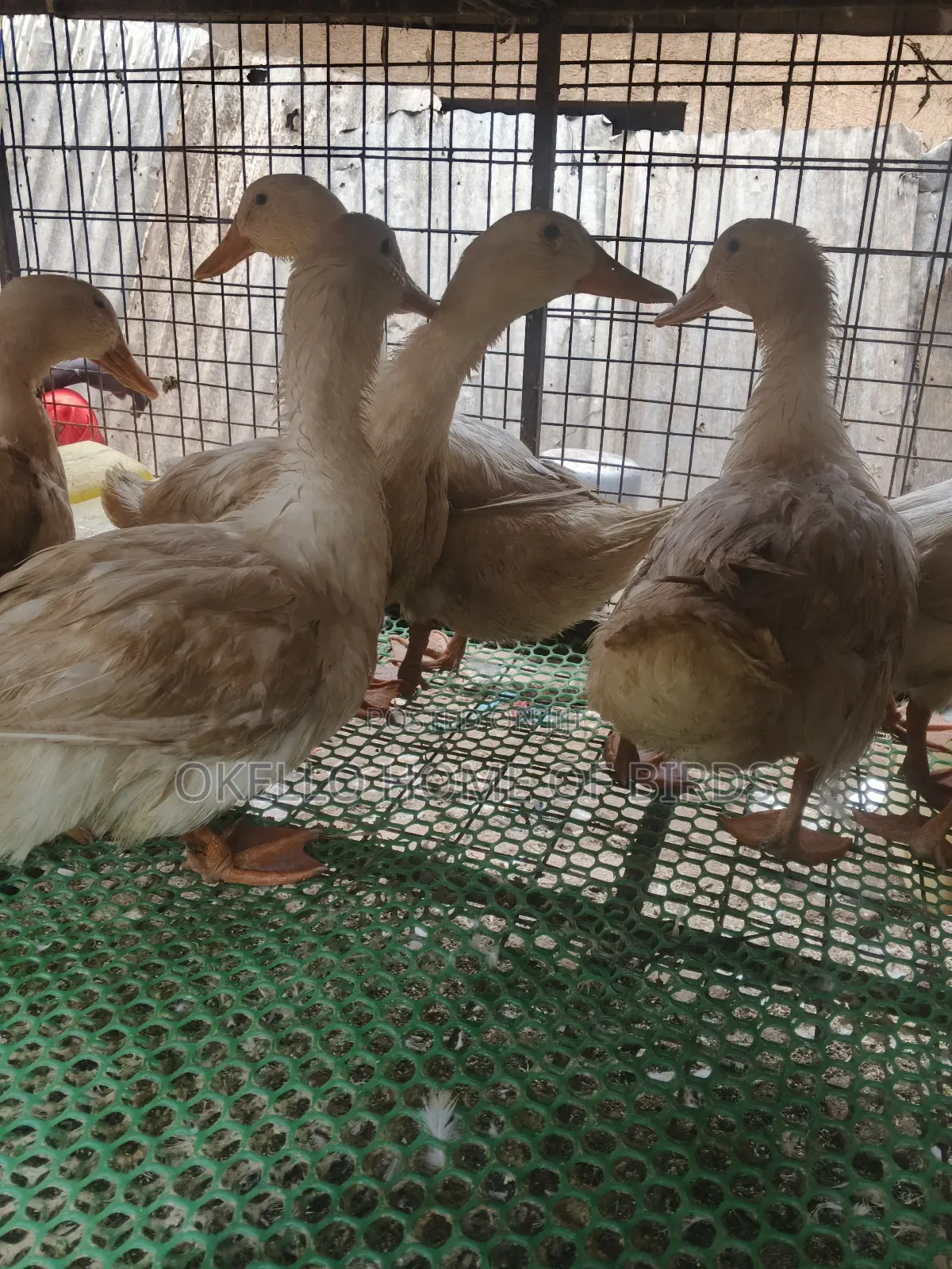 Ducks for Sell