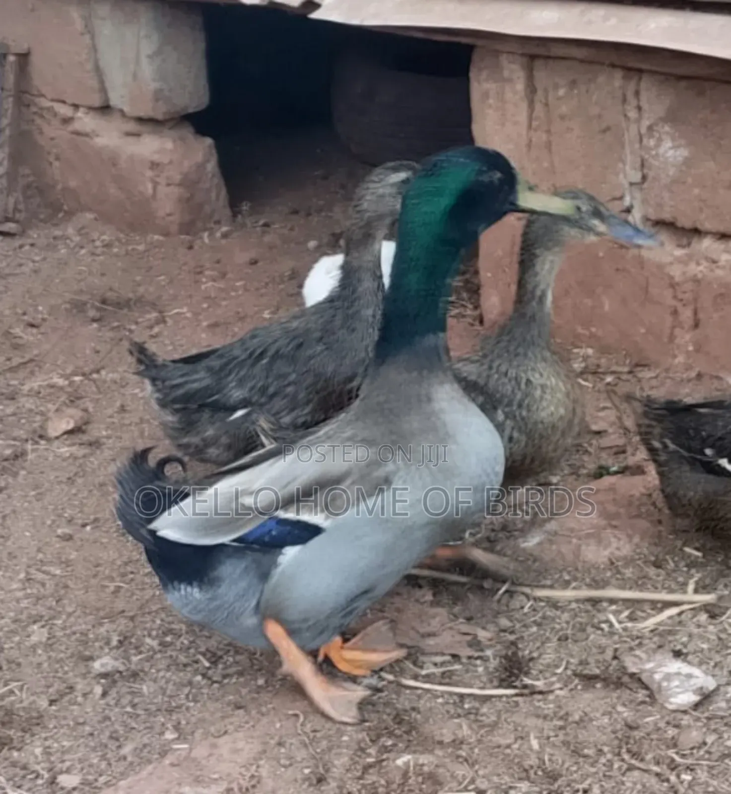 Rouen Ducks for Sell