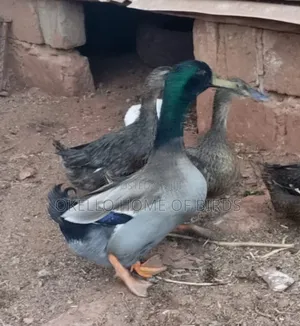 Rouen Ducks for Sell