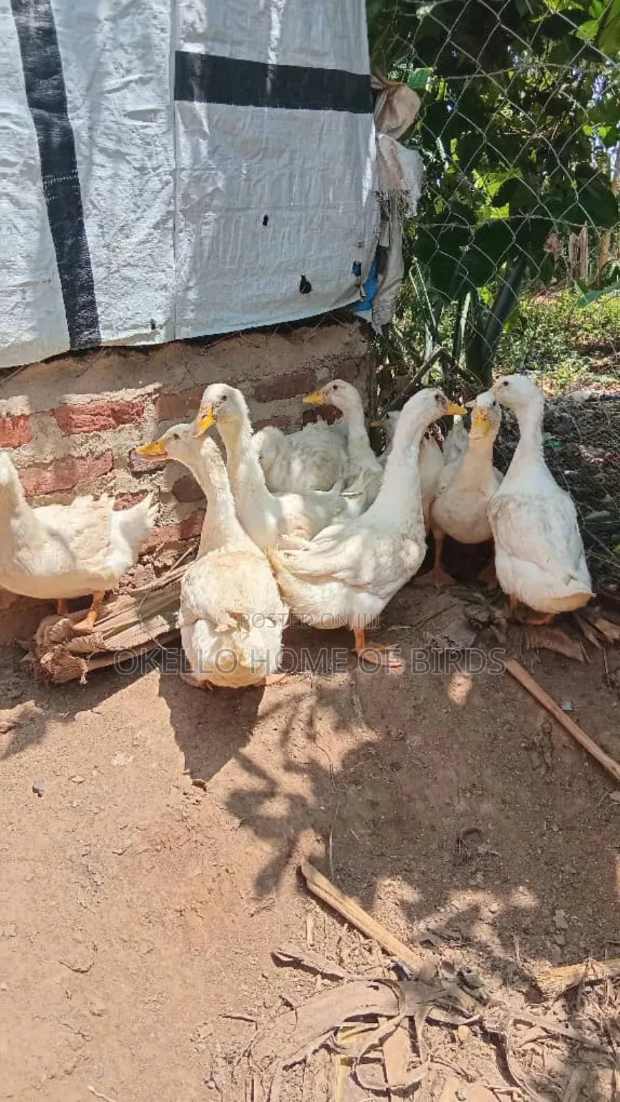 Ducks for Sell