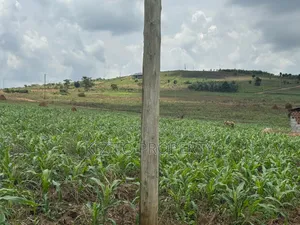 Kakiri Simbamanyo