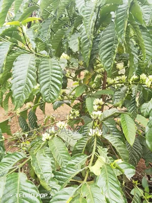 Coffee Seedlings Colonel