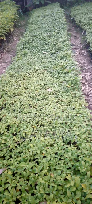 Terminalia