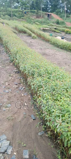 Eucalyptus Seedlings
