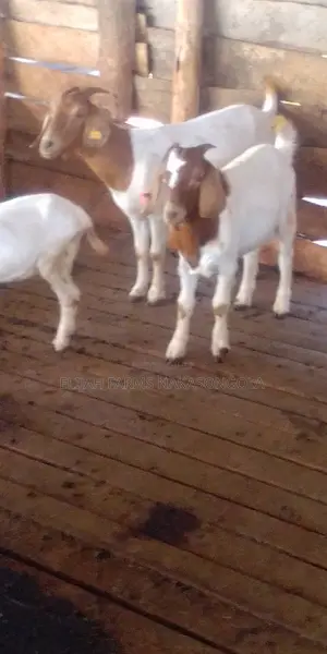 Boer , Kalahari Red and Savannah Goats