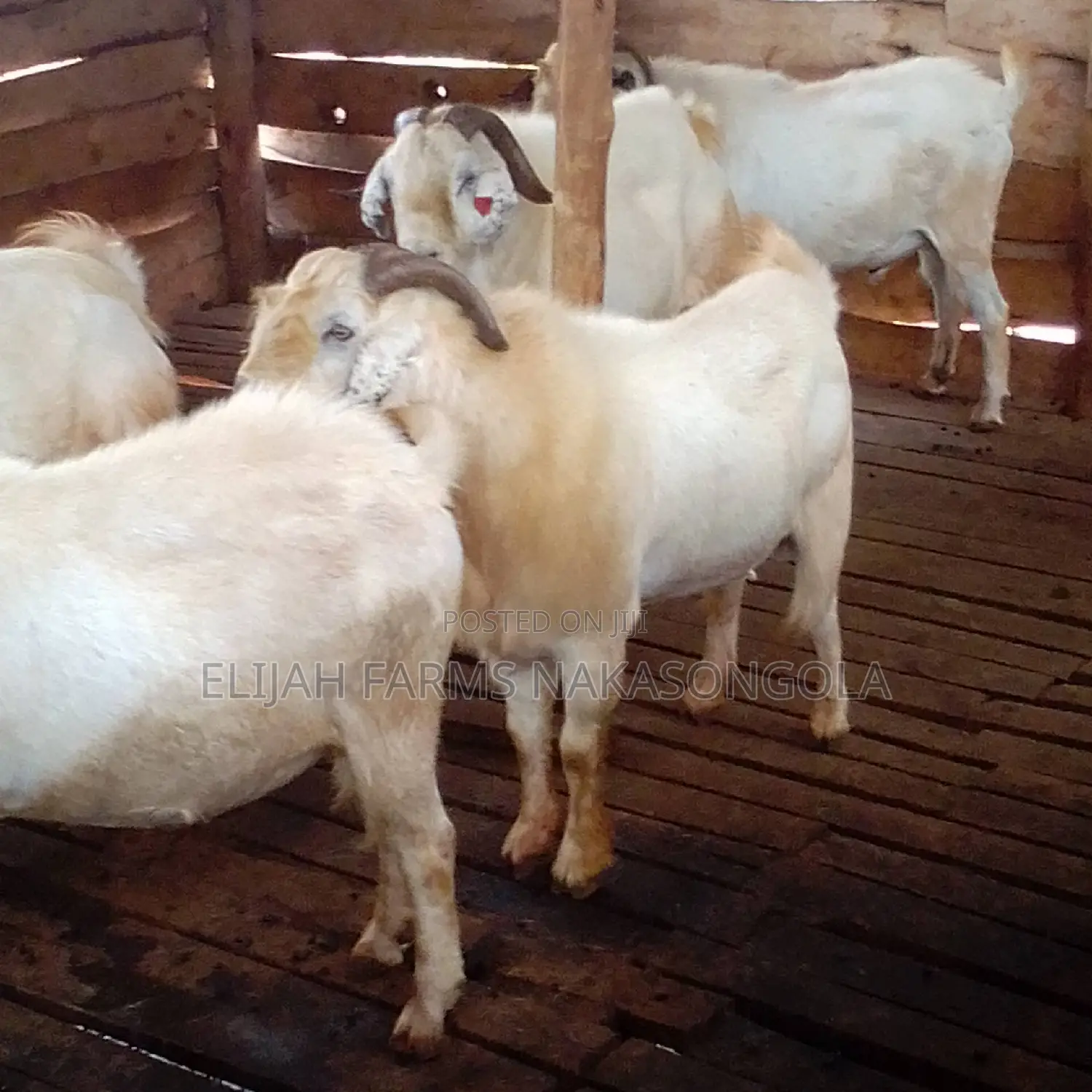 Boer , Kalahari Red and Savannah Goats