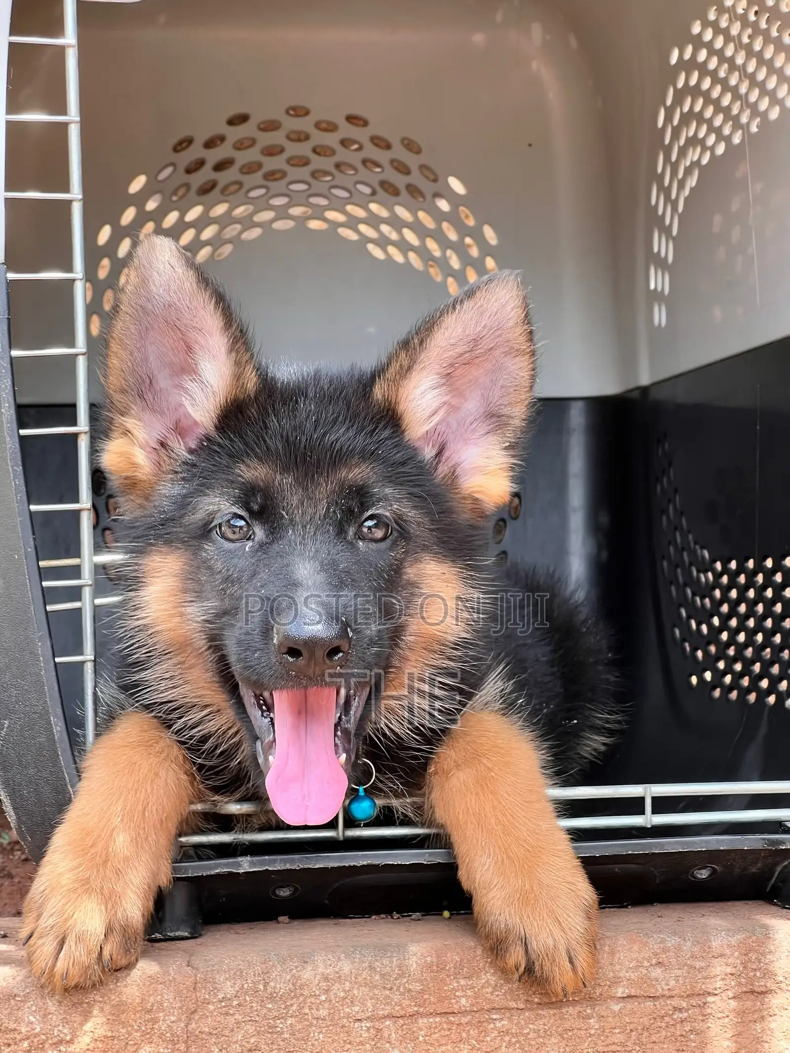 1-3 months Male Purebred German Shepherd