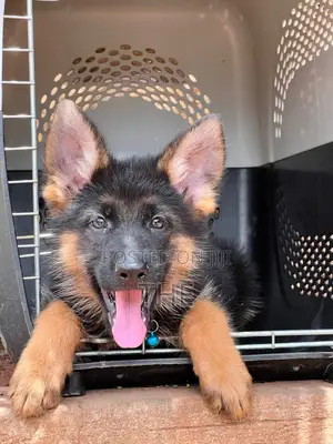1-3 months Male Purebred German Shepherd