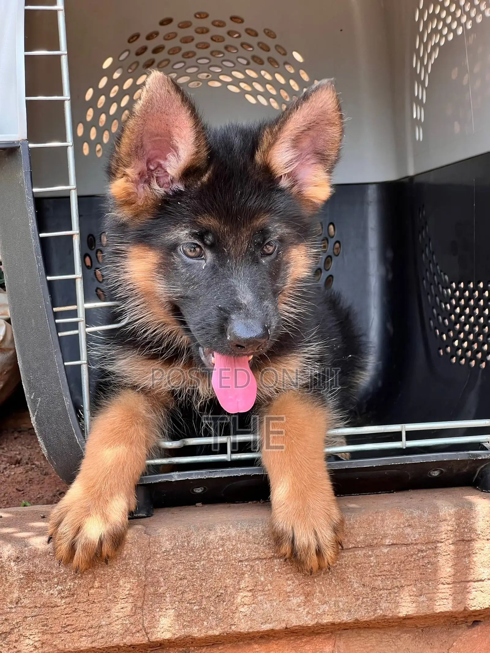 1-3 months Male Purebred German Shepherd