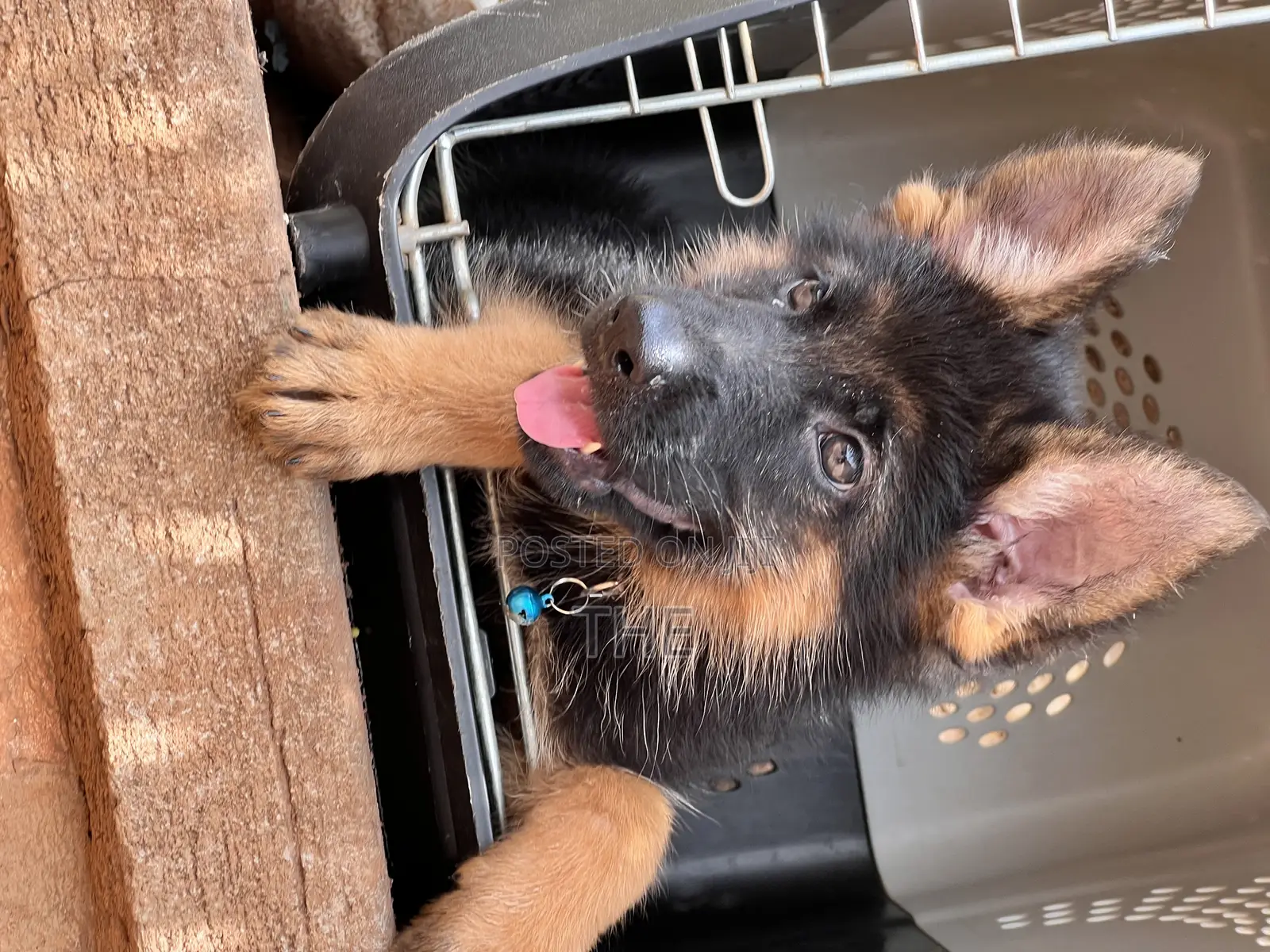 1-3 months Male Purebred German Shepherd