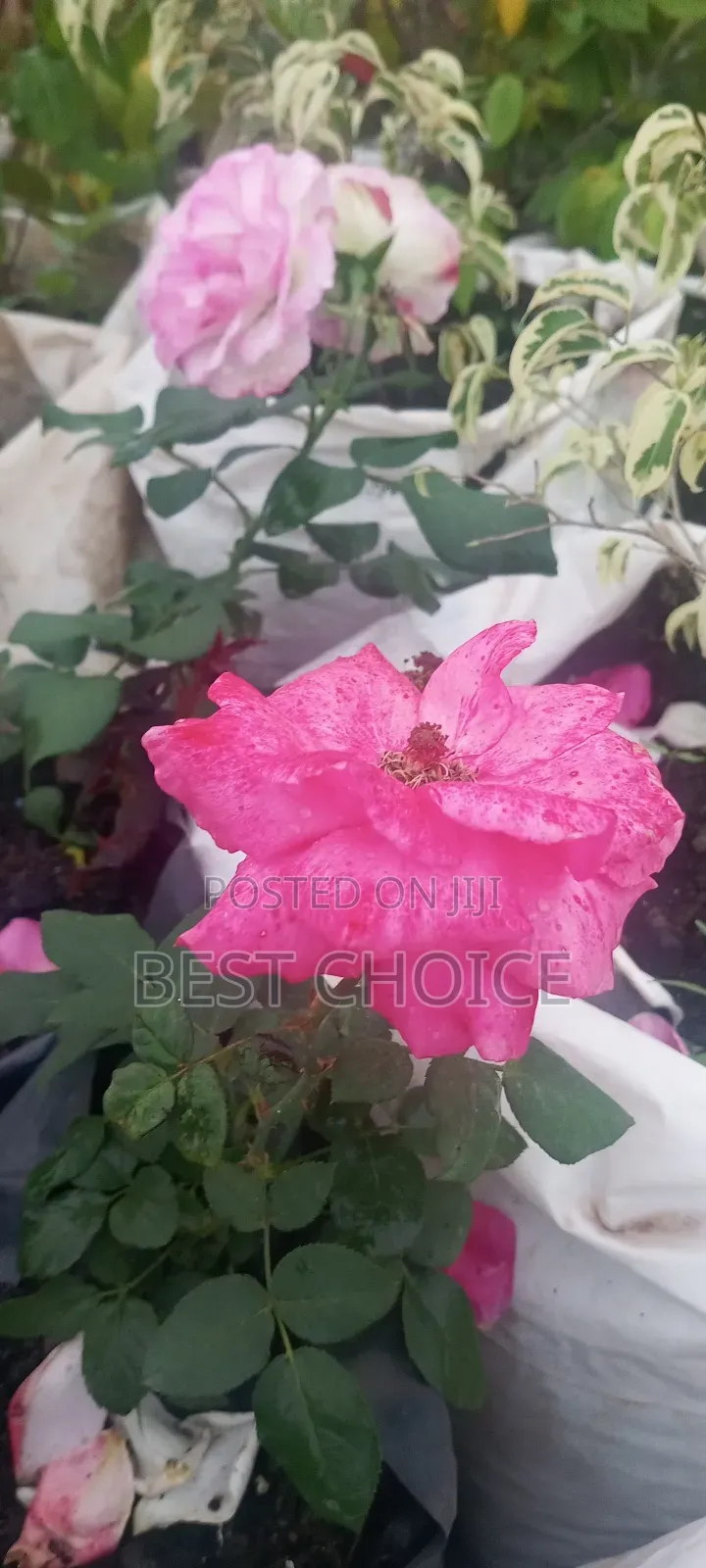 Roses: Timeless Beauty