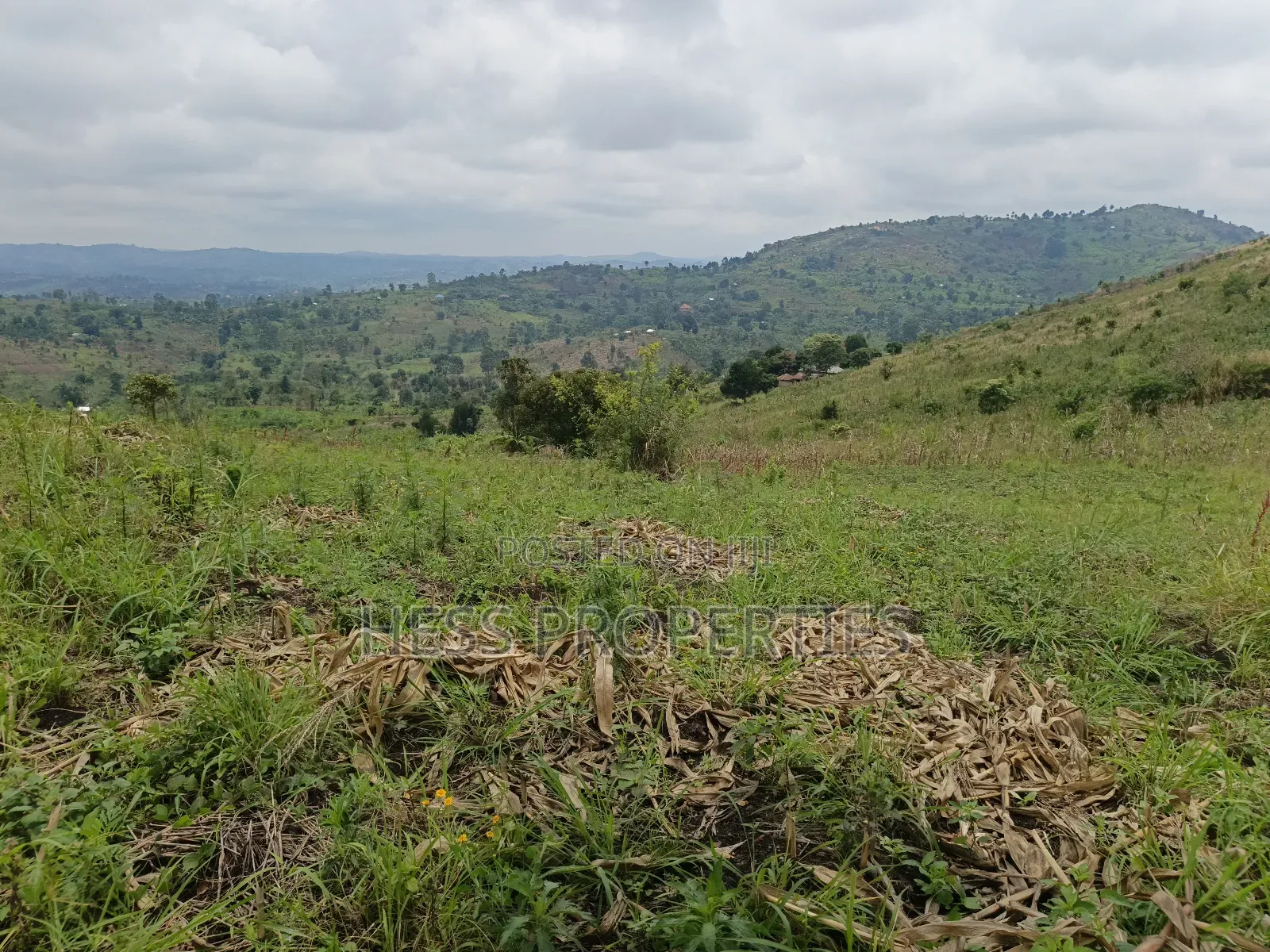 12acres of Agricultural Land on Sale in Matiri