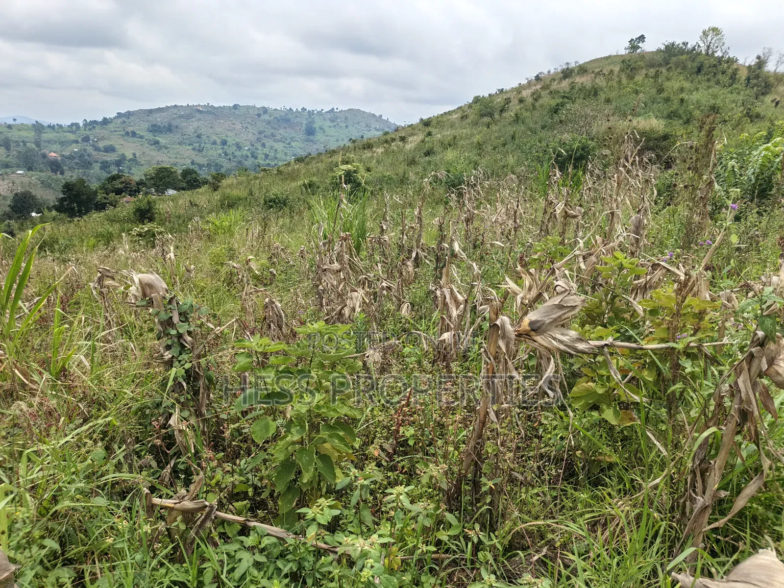 12acres of Agricultural Land on Sale in Matiri
