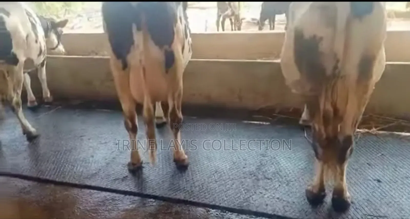 Non Slip Rubber Cow Mattresses/ Mats