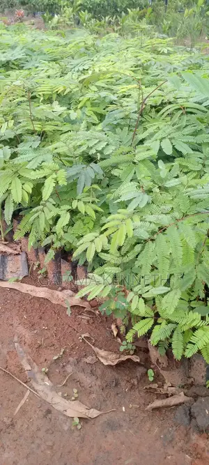 Calliandra Calothyrsus Seedlings