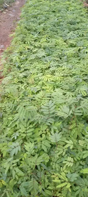 Calliandra Calothyrsus Seedlings
