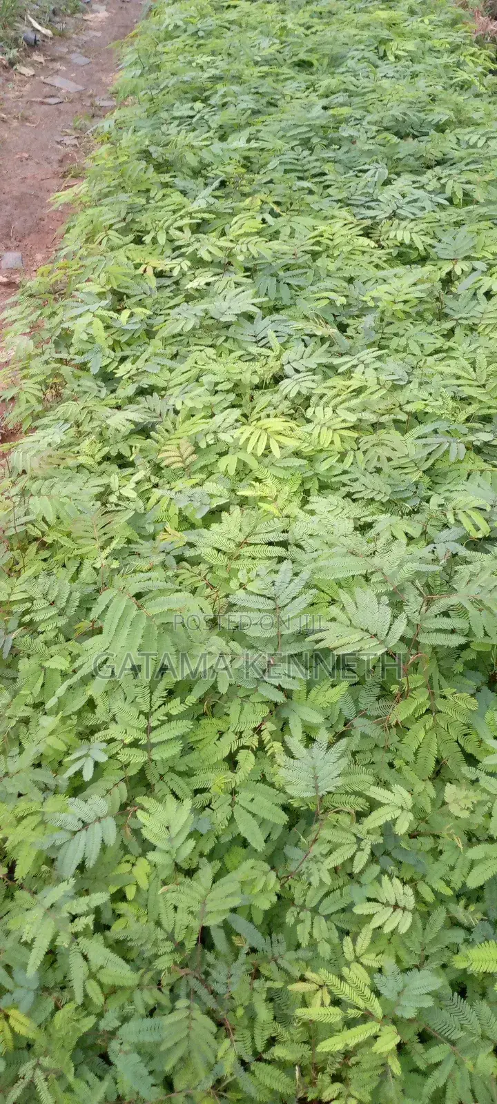 Calliandra Calothyrsus Seedlings