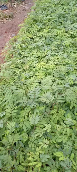 Calliandra Calothyrsus Seedlings