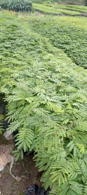 Calliandra Calothyrsus Seedlings