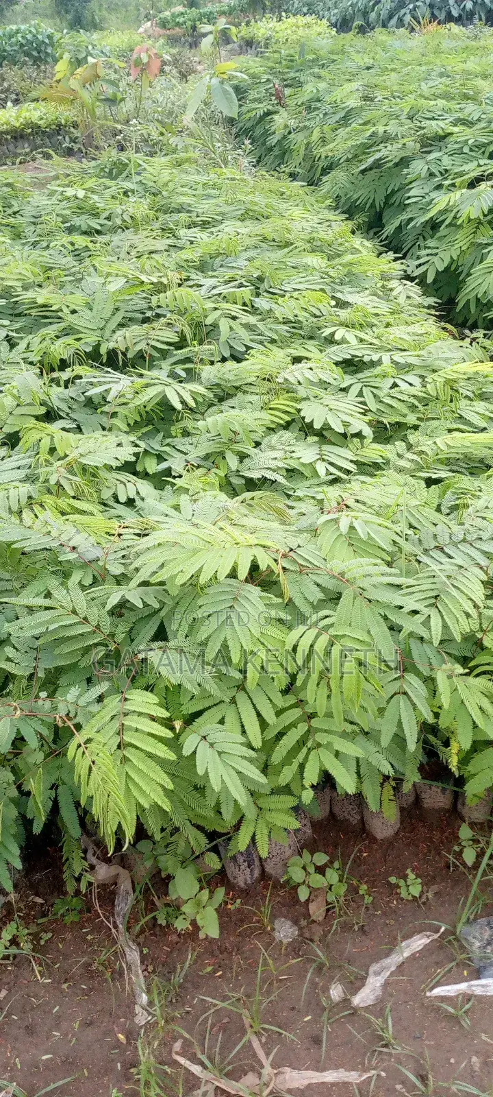 Calliandra Calothyrsus Seedlings