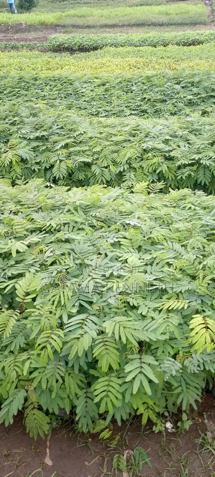 Calliandra Calothyrsus Seedlings
