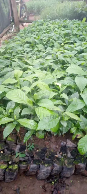 Elight Robusta Coffee Seedlings