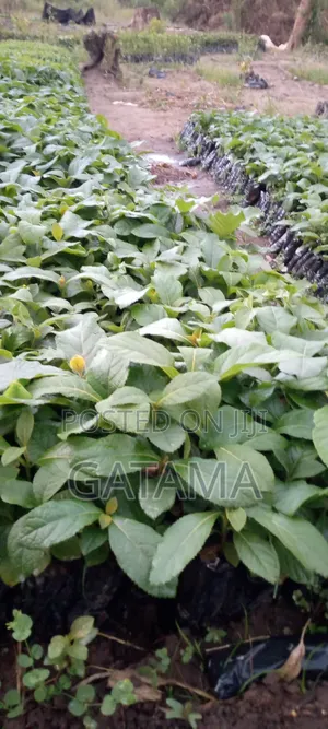 Teak Tree/Tectona Grandis Seedlings