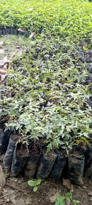 Neem Tree/Azadrichta Indica