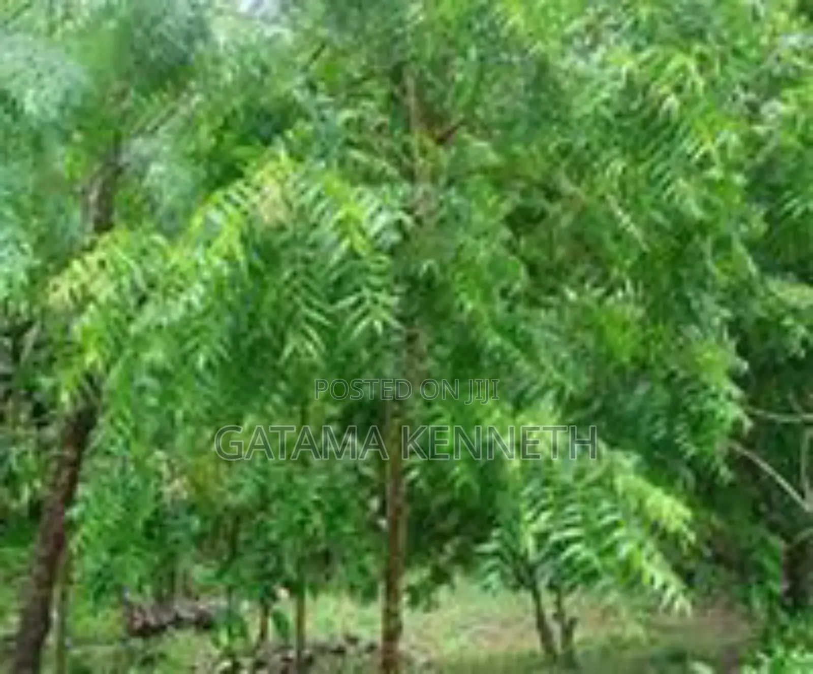 Neem Tree/Azadrichta Indica
