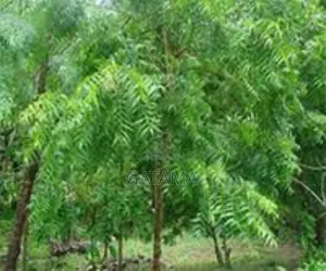 Neem Tree/Azadrichta Indica
