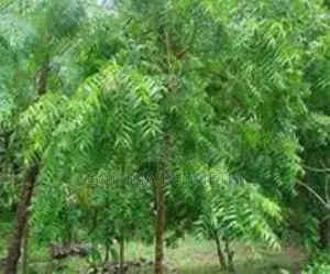 Neem Tree/Azadrichta Indica