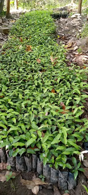 Prunus Africana/Ntasesa Seedlings