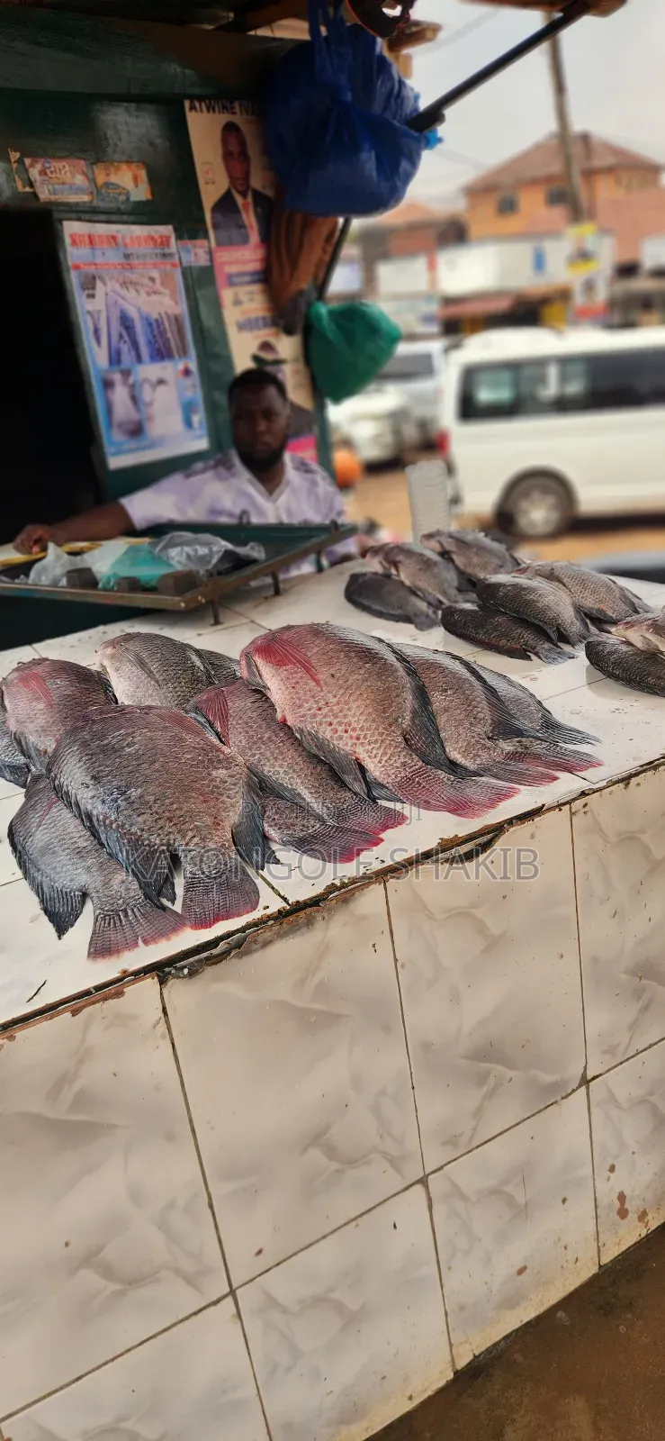 Tilapia Fish